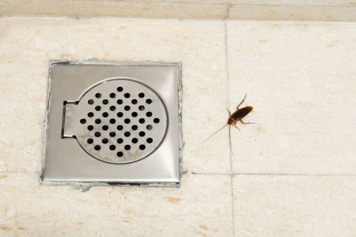 Как избавиться от белых и других насекомых в ванной? – 5 рабочих способов и рекомендации по профилактике