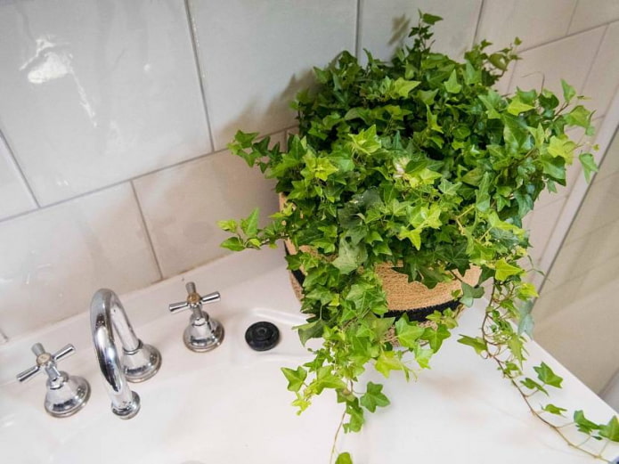 ТОП-7 лучших растений для ванной: где и как разместить, советы по уходу
