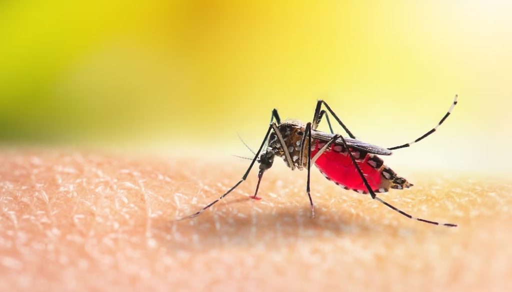 Как избавиться от зуда и отека после укуса комара