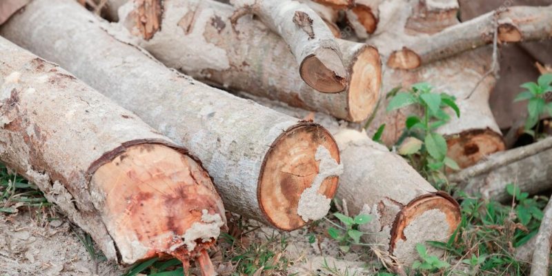 Особенности выбора и хранения дров тополя