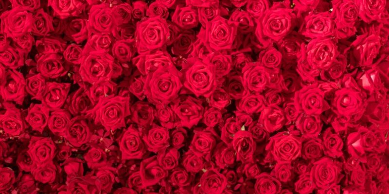 101 троянда: символізм букета