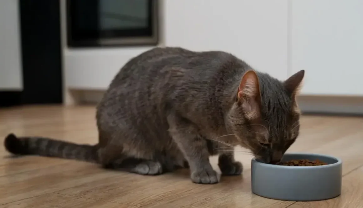 Корм для кошек купить: как выбрать качественное питание для вашего питомца