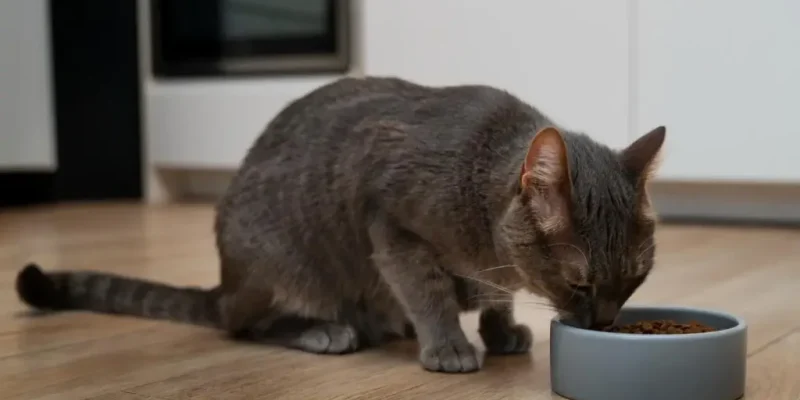 Корм для кошек купить: как выбрать качественное питание для вашего питомца