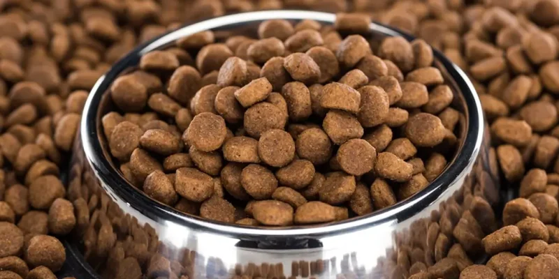 Як вибрати корм, який справді підходить вашому улюбленцю